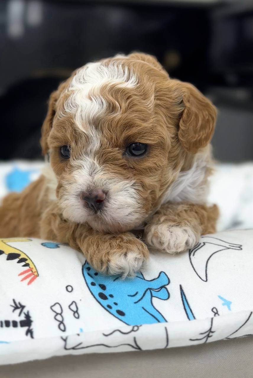 Puppy 9